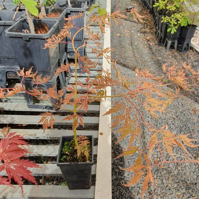 Bonsai starter - Japanese Maple (Acer palmatum) 50 cm - Garden - Bonsai