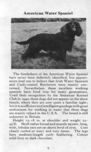 American Water Spaniel - 1970 Vintage Dog Art Photo Print - Matted GIFT