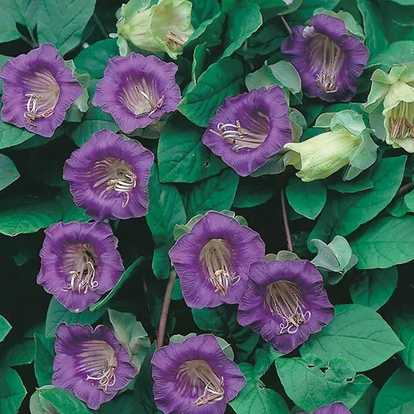 Cobaea Scandens - Cup And Saucer Vine (10 Seeds) Climbing Flower