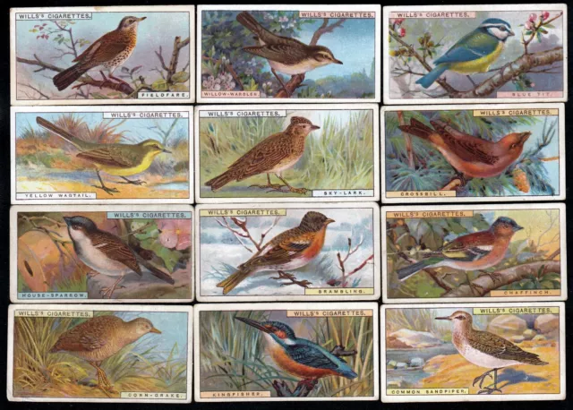 Complete Set of 50 ONE-HUNDRED & SEVEN Year Old British Bird Painting Cards 2