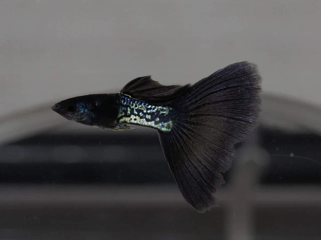 1 Trio Live Guppy Fish Metal Black Lace High Quality Usa Seller  1 Male 2 Female