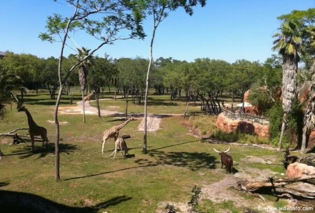 Disneyworld - Animal Kingdom Villas - Christmas - $2500 OFF Rack- December 15-20