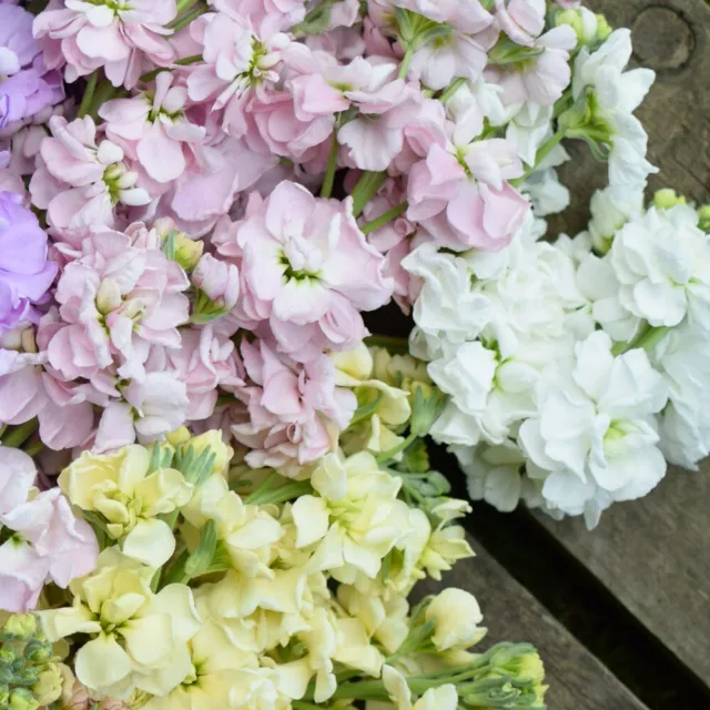 gefüllte DUFT-LEVKOJE 'Mix' 50+ Samen MATTHIOLA INCANA seeds SCHNITTBLUME 3