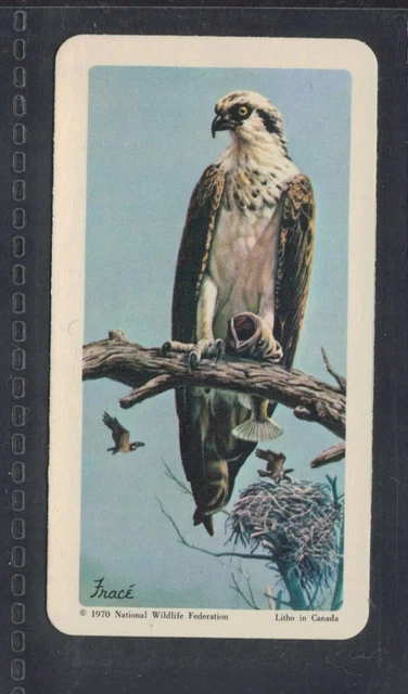 OSPREY - 50 + year old Canadian Trade Card # 26