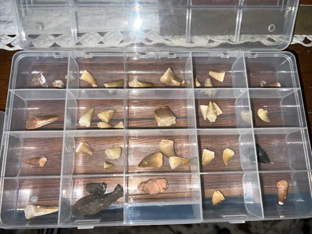 LOT of fossil Dinosaur Mosasaur Mosasaurus Teeth Estate Found