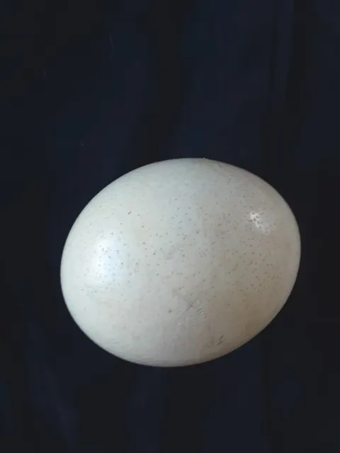 Huevo de avestruz, vacío 6 pulgadas X 4 pulgadas