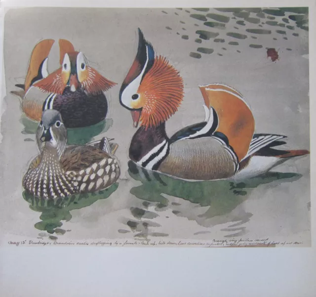 Beau Vintage Oiseau Imprimé ~ Études De Mandarine Mâle & Femelle~Tunnicliffe