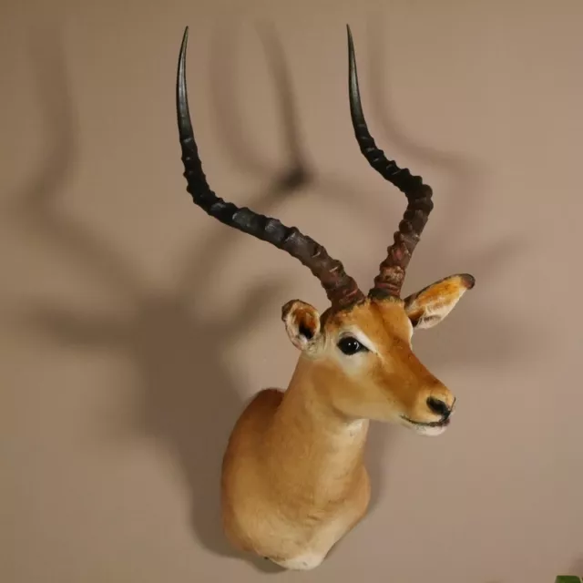 Impala Antílope África Cabeza Hombro Preparación Trofeo Hornlänge 59CM