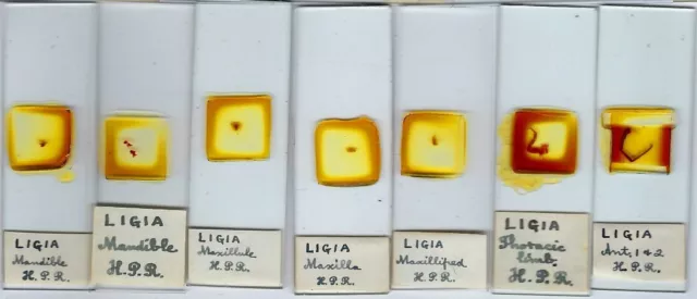 Collection of 7 Ligia sp. (Rock Louse) Microscope Slides