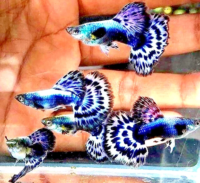 Guppy Fry Pack - Live Guppy Fry Pack of (6) Fry - Blue Mosaic Halfmoon Guppies