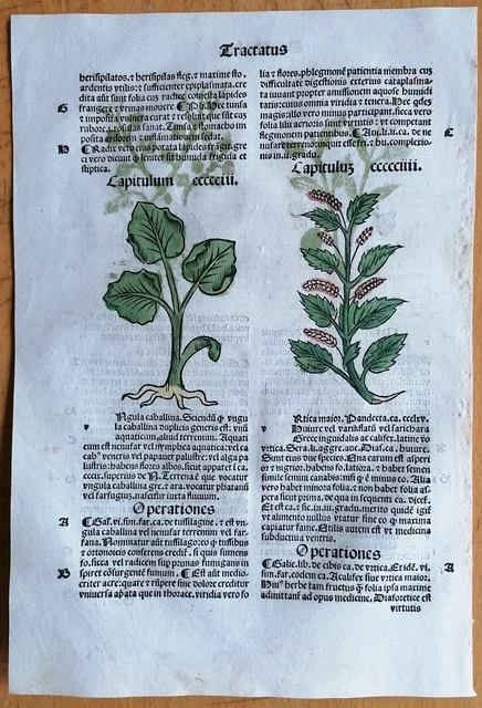 Original Post Inkunabel Hortus Sanitatis Koloriert Brennessel Venedig 1511
