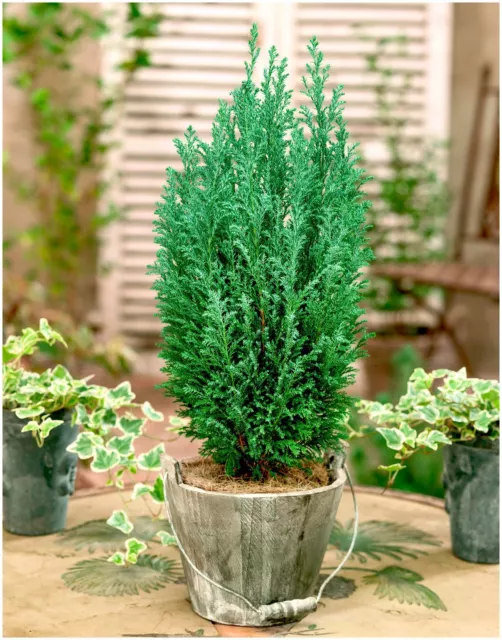 [x3] Dwarf Conifer Chamaecyparis Lawsoniana 'Ellwoodii' | P9 Pot Plants | Shrubs