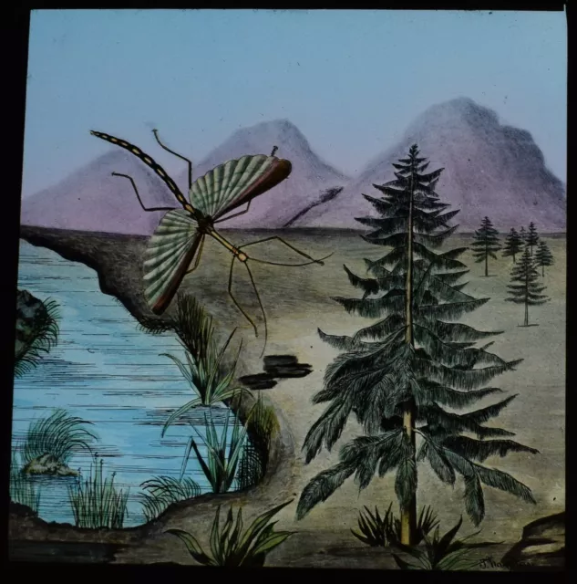 ANTIQUE Magic Lantern Slide WALKING LEAF INSECT C1890 VICTORIAN DRAWING INSECT