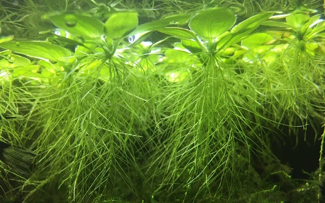 30 x  Water lettuce Pistia Stratiotes Floating Live Aquarium Plants Fish Tank