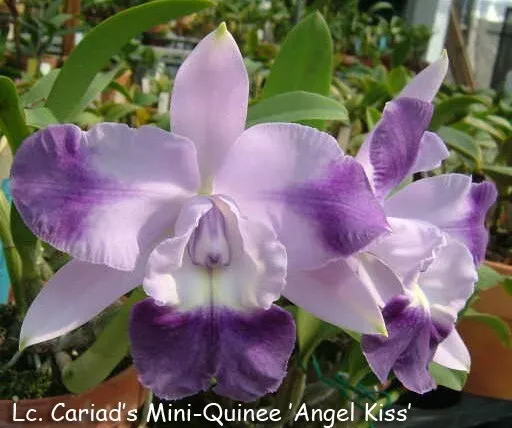 Lc. Cariad's miniquinee cattleya 4 inch pot flowering size 45$