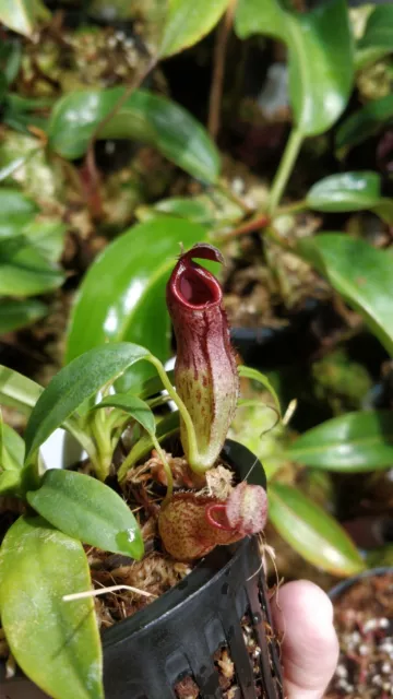 2 X Nepenthes aristolochioides X campanulata fleischfressende Pflanze carnivore