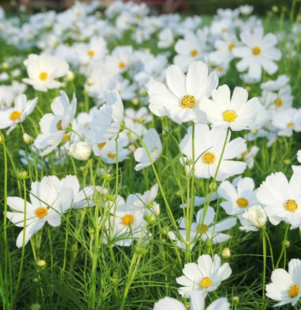 Cosmos- Versailles White, 100 seeds  Heirloom cottage garden flowers