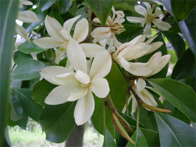 Michelia Macclurei Rare Magnolia Tree, 8 Seeds Fragrant Evergreen Tree