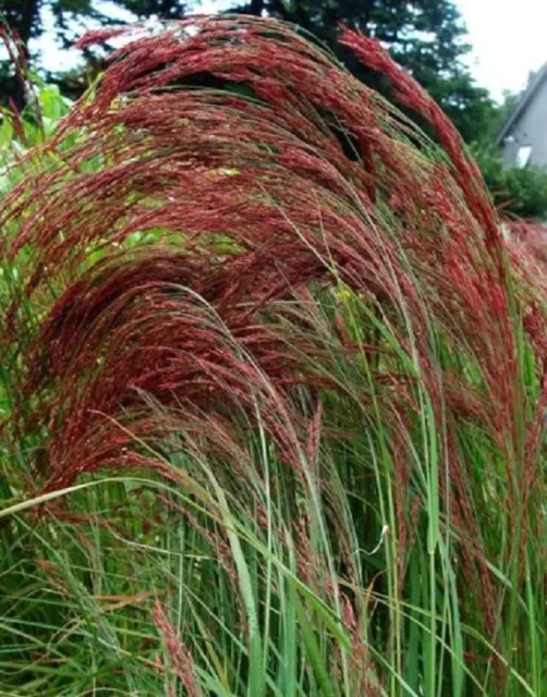 50+ Ruby Silk Eragrostis Love Grass / Thrives in Poor Soil / Ornamential / Peren