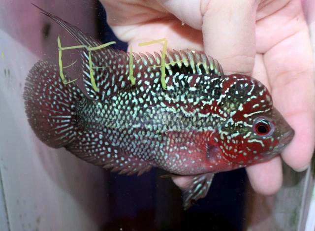 3.5" Super Red Dragon Female Ef17