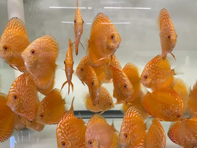 LIVE DISCUS FISH. Group of (10) size  2.5" - 3" Pigeon Blood / FREE SHIPPING