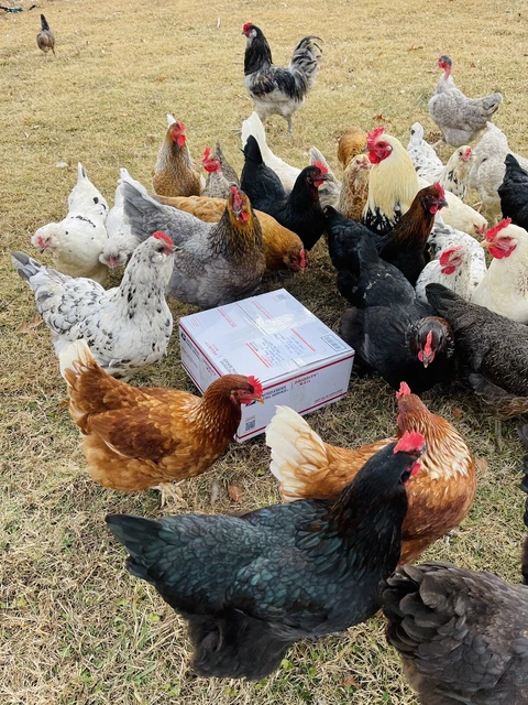 12 RAINBOW Hatching Eggs,Black Copper Maran, EE,Araucana,Olive Eggers