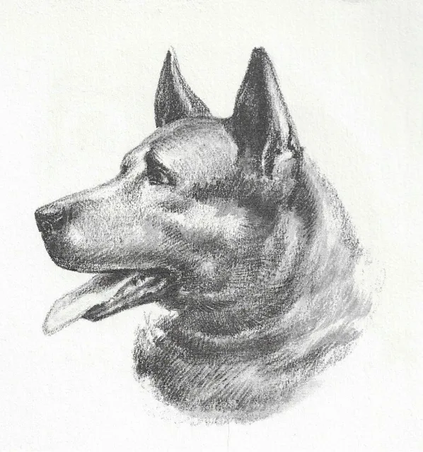 Norwegian Elkhound - CUSTOM MATTED - 1954 Vintage Dog Art Print 0810