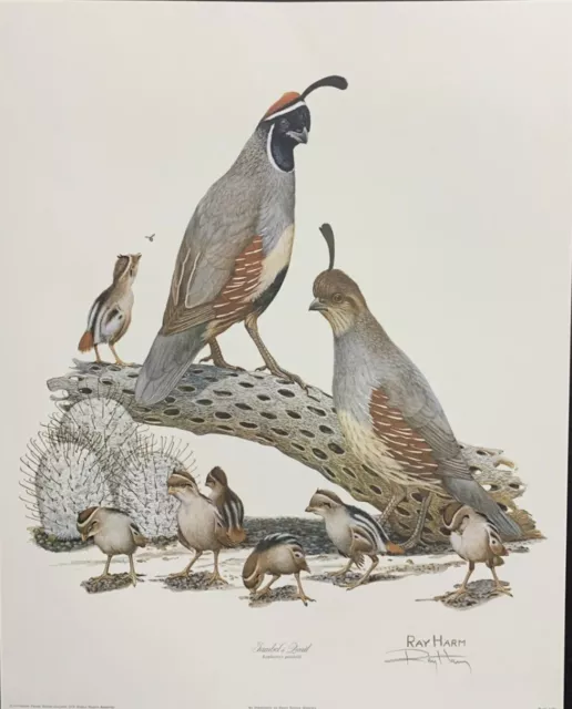 Ray Harm Gambels Quail Limited Edition Hand Signed Print, Mint Condition, Beauty Ray Harm Gambels Quail Limited Edition Hand Signed Print, Mint Condition, Beauty