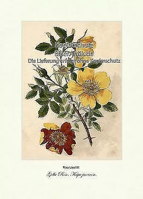 Gelbe Rose Kapuzinerrose Rosa Lutea Rosengewächse Duftpflanze Vilmorin A4 308