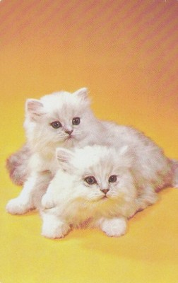 VINTAGE SWAP PLAYING Card, Little fluffy White Kittens $2.00 - PicClick AU