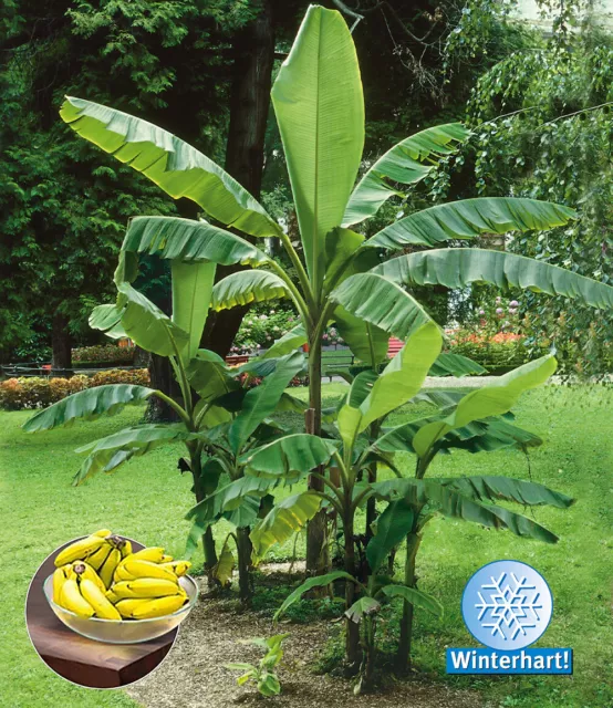 Winterharte Bananen 'grün',1 Pfl. Faserbanane Bananenbaum Musa basjoo