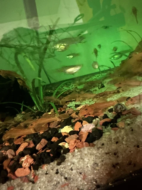 1 Super Red Bristlenose Pleco 1 to 2 Inch