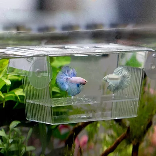 Aquarium Fish-Tank Guppy Double Incubator-Breeder Rearing Breeding Trap Box Case
