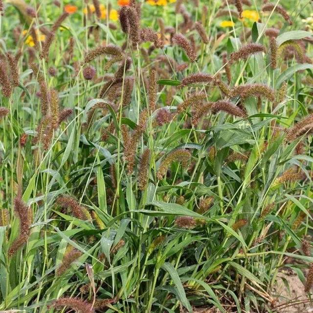 Lowlander Millet - Setaria italica - Kolbenhirse - 50+ seeds - Samen - Am 108