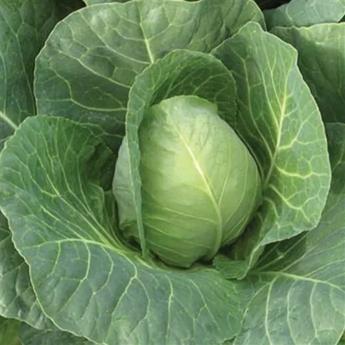 Giant Sugar Loaf Cabbage 500 Seeds With Tracking Vegetable Plant