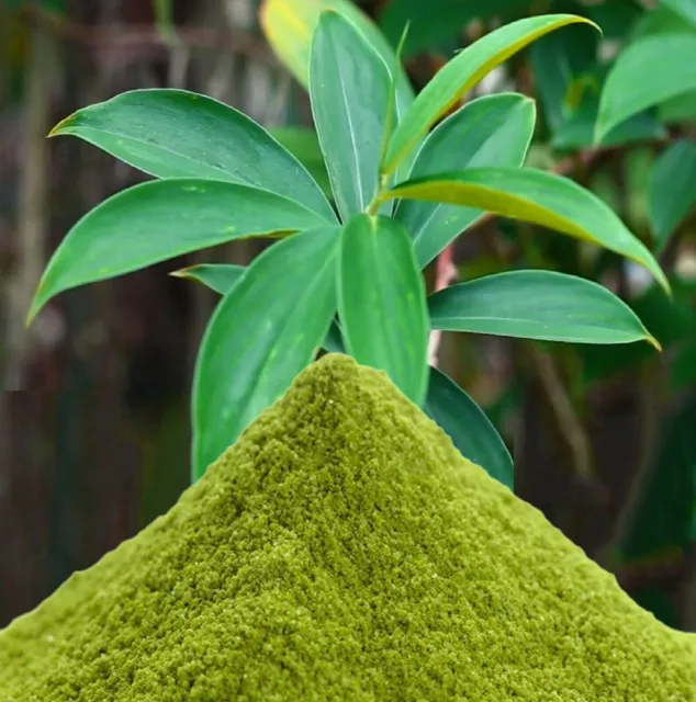 Costus Igneus Ayurvedic Thebu Leaves powder Premium Quality!