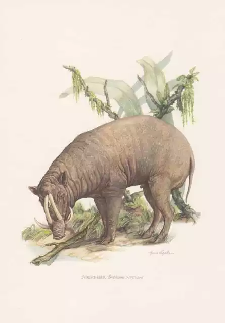 Hirscheber Babyrousa celebensis Farbdruck von 1959 Schweine Zoologie