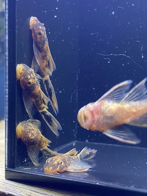 super red longfin calico bristlenose pleco 1”-1.25” (read description) 4