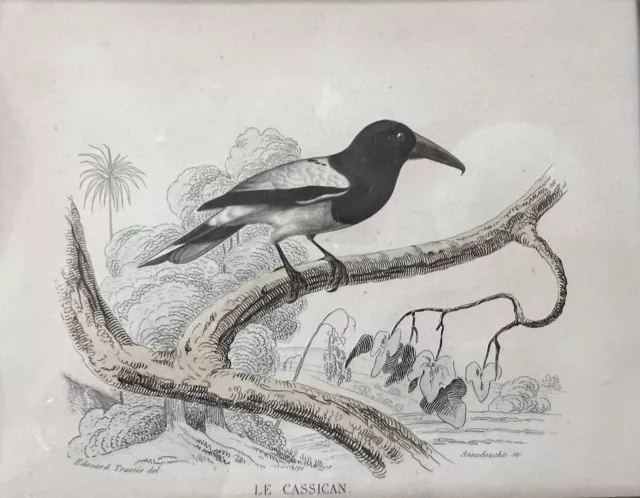 4 alte Stahlstiche Vögel altkoloriert Edouard Travies um 1860 2