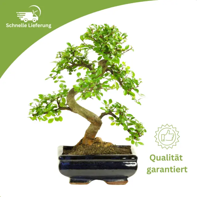 Bonsai Baum mit Keramik Blumentopf - Chinese Elm - ca. 8 Jahre ca. 32-40 cm hoch