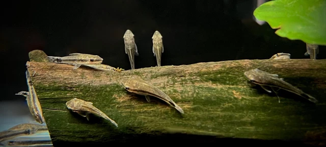 Otocinclus Catfish 1.5" (Groups of 6x12x25) Live Freshwater Algae Eater Fish