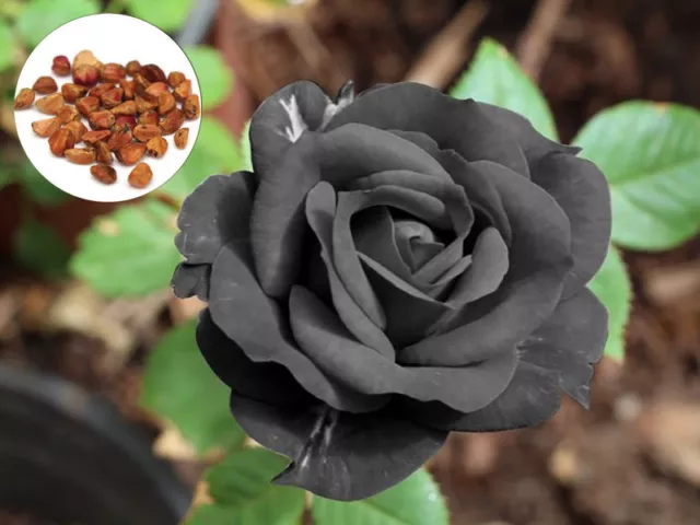 50 Black Rose Rare Flower Seeds, Exotic Black Rose Home Garden Plant Seeds