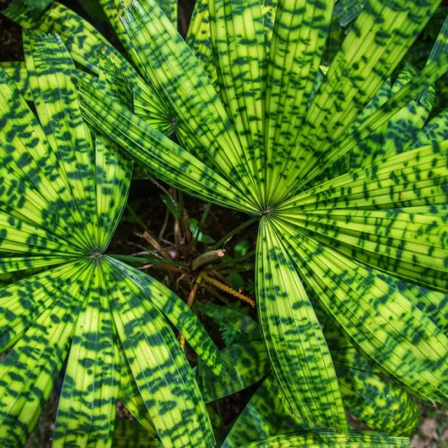 Licuala mattanensis 'Mapu' – Paradise Palm – Buy seeds at