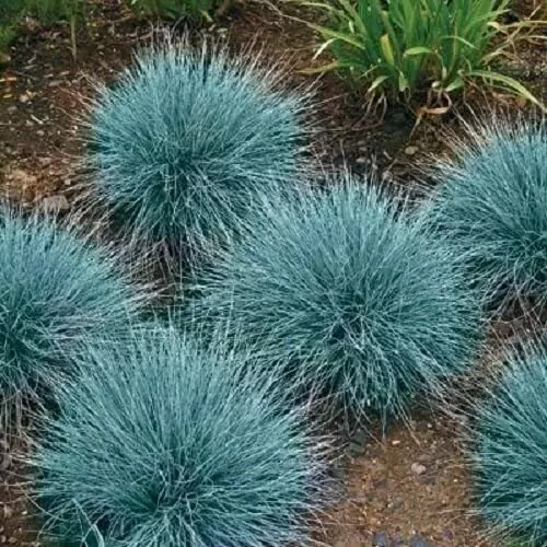 Festuca Glauca - Erba Fescue Blu (100 Semi) Perenne