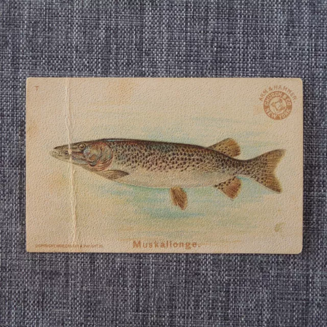 MUSKALLONGE #7 Arm & Hammer FISH SERIES Church & Co Vintage 1900 Trading Card