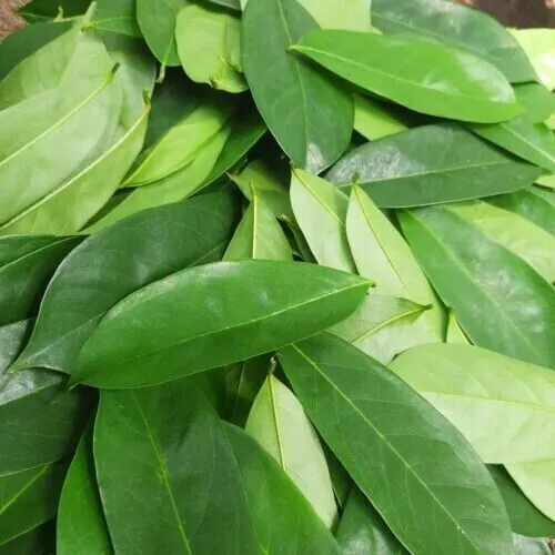 Más de 100 hojas secas de guanábana graviola Annona muricata té natural de hierbas