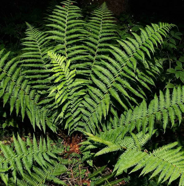 Echter Wurmfarn - Dryopteris filix mas