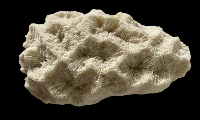 Natural Brain Coral White Real Sea Specimen Aquarium Decor 7 oz. 6 inch