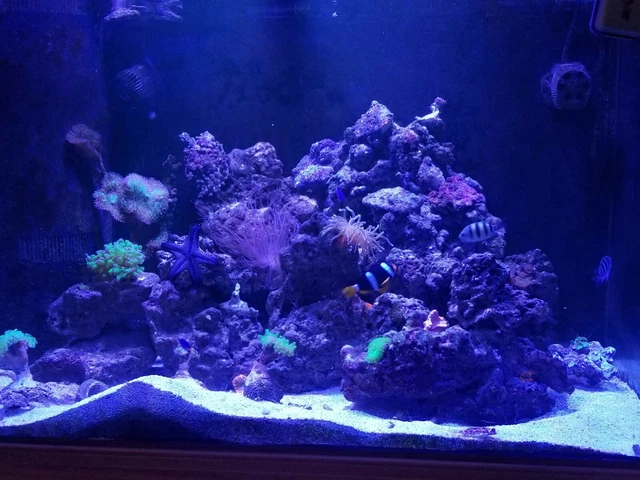 Fiji Live Rock - 25 Pounds