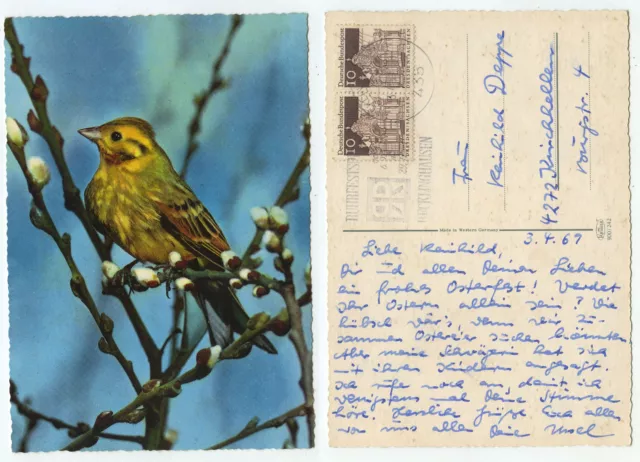 24836 - Yellow Bird - Girlitz? -Postcard, run Recklinghausen 3.4.1969